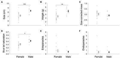 Not so monochromatic: Size-dependency of both sex and color in the cleaner wrasse Labroides dimidiatus